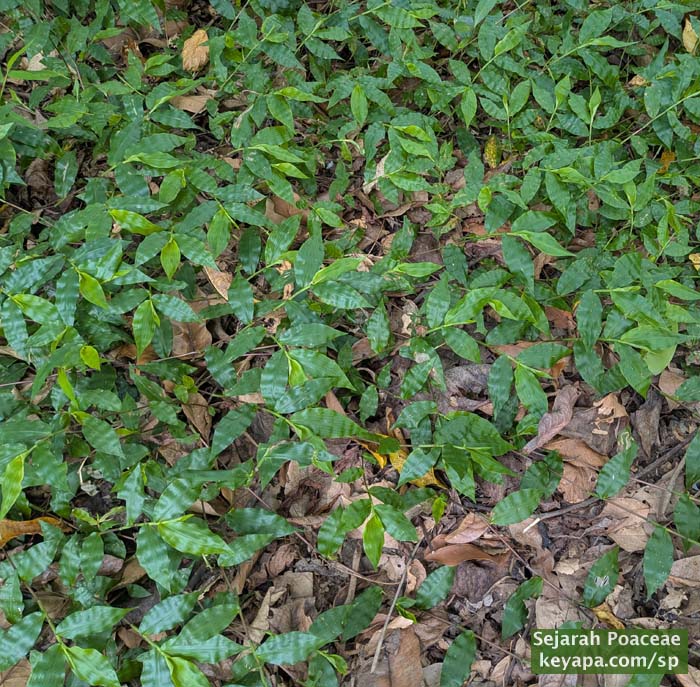 Oplismenus compositus (?) in El Nido, Palawan, Philippines.