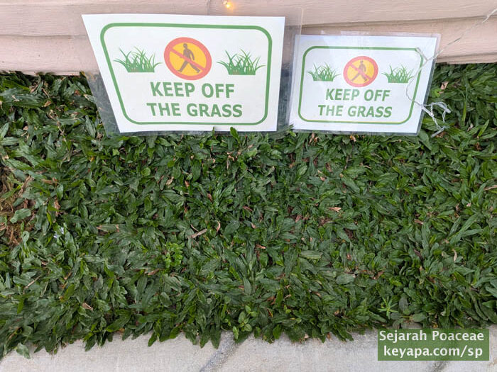 Axonopus compressus in Philippines.