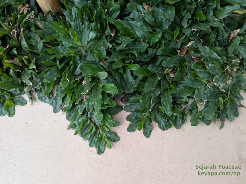 Axonopus compressus in Philippines.