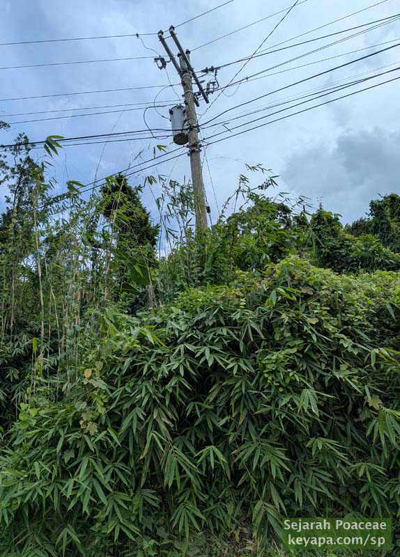 Bamboo along roadside in El Nido Palawan, Philippines, with electric pole for scale.