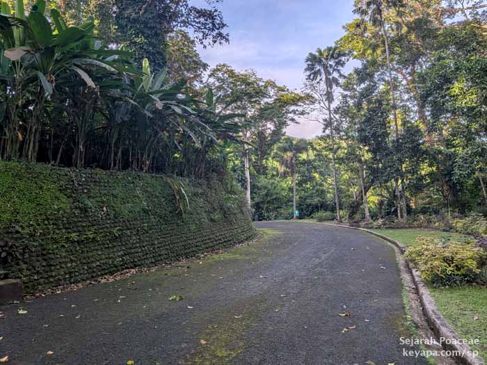 Tropical paradise at the Makiling Botanical Garden in Los Banos, Laguna, Philippines.