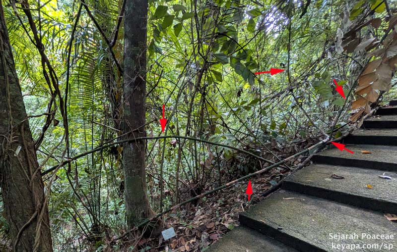 Seeing my first scrambling bamboo at the Makiling Botanical Garden in Los Banos, Laguna, Philippines. Some of the culms tagged with red arrows. Notice the 90 degree turn of one culm at the right hand of the photo.