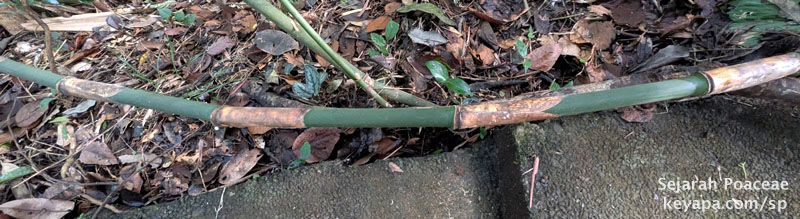 Close up of first culms seen at the Makiling Botanical Garden in Los Banos, Laguna, Philippines. 