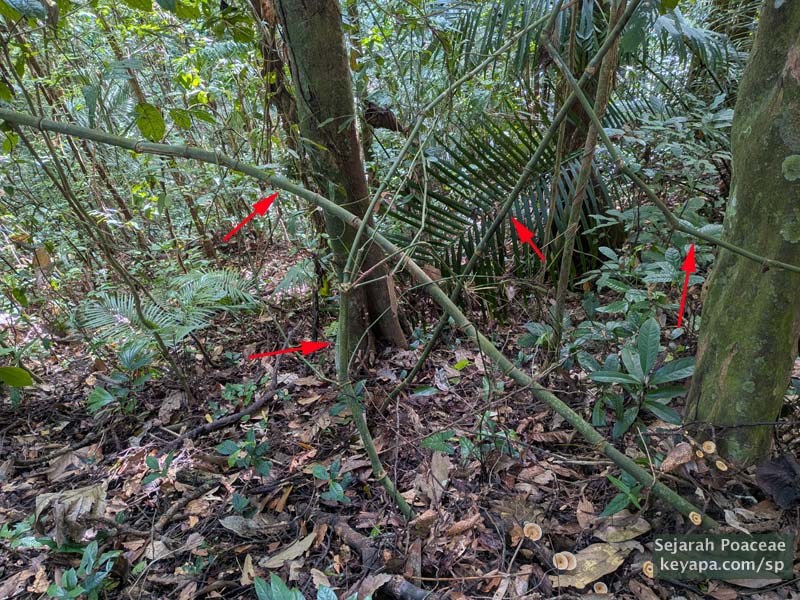 Scrambling bamboo at the Makiling Botanical Garden in Los Banos, Laguna, Philippines. Some of the culms tagged with red arrows.