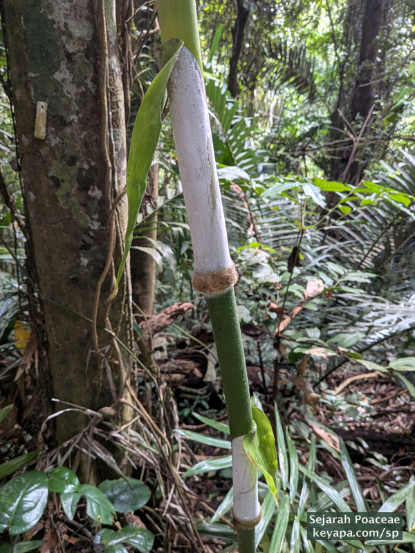 Nodes and internodes of Cyrtochloa sp at the Makiling Botanical Garden in Los Banos, Laguna, Philippines.