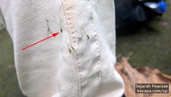 Diaspores of Oplimesmenus sp clinging to my pants legs.