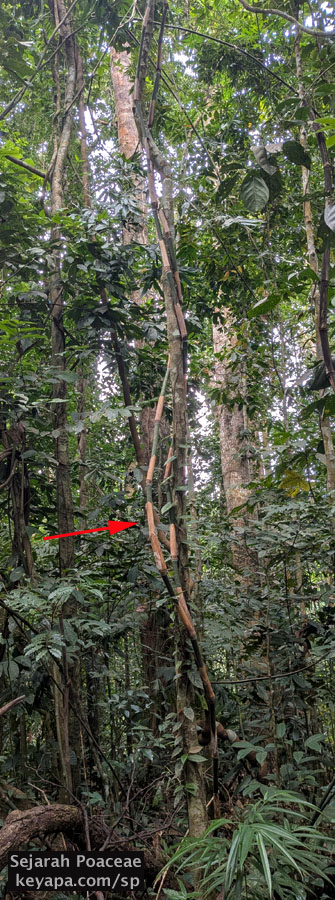 Climbing bamboo winding its way up a support at the Makiling Botanical Garden in Los Banos, Laguna, Philippines.