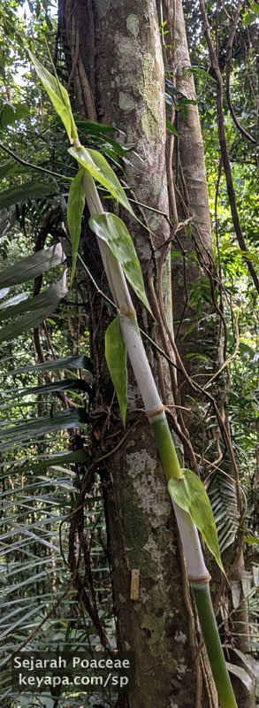 Cyrtochloa sp at the Makiling Botanical Garden in Los Banos, Laguna, Philippines.