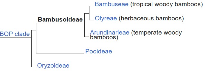 Taxonomy of the subfamily Bambusoideae. The herbaceous bamboos compose the tribe Olyreae. From Wikipedia.