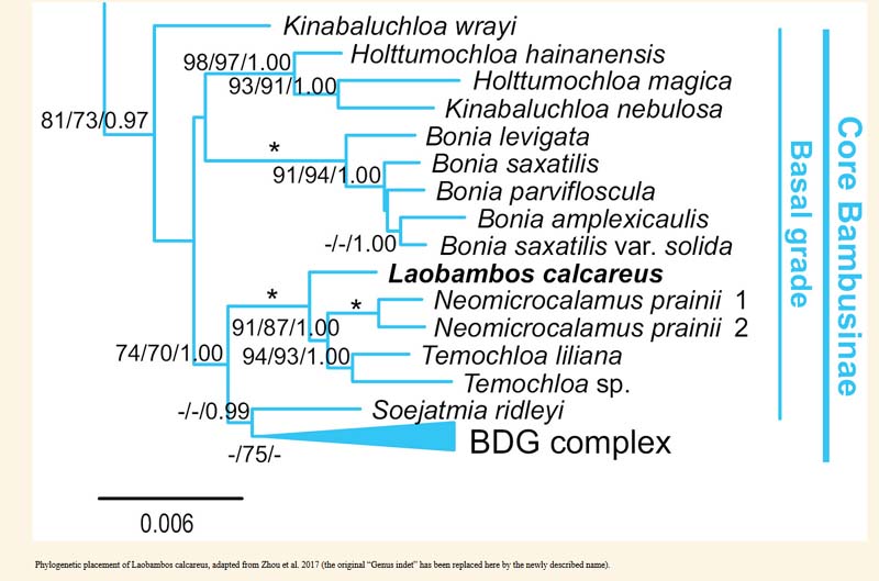 Phylogenetic relationships of the succulent bamboo Laobambos calcareus.