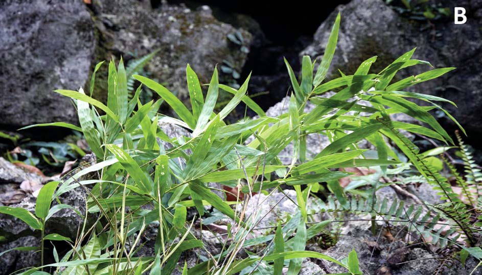 Leaves of the succulent bamboo Laobambos calcareus.