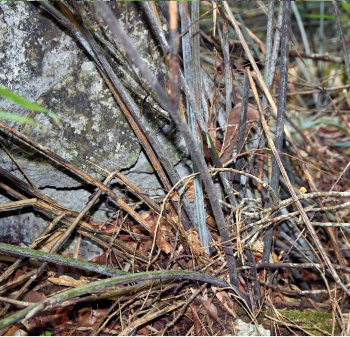 Culms of the succulent bamboo Laobambos calcareus.
