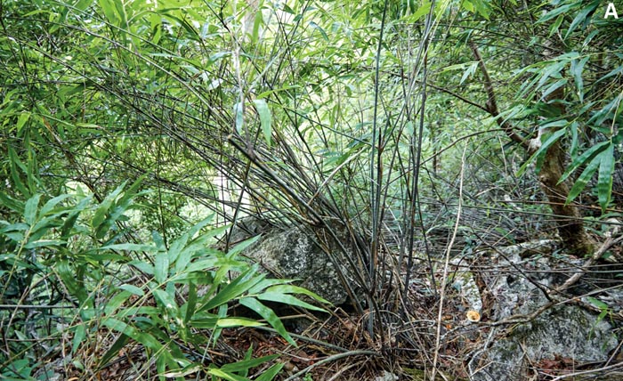 Habit of the succulent bamboo Laobambos calcareus.