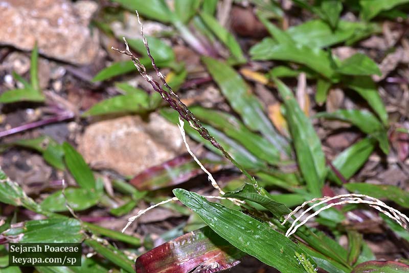 Inflorescences of Axonopus compressus in Montego Bay, Jamaica.