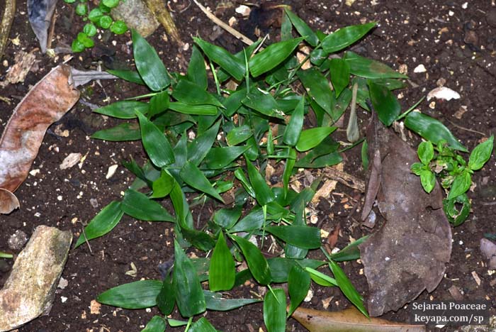 In Search of a Herbaceous Bamboo in Jamaica