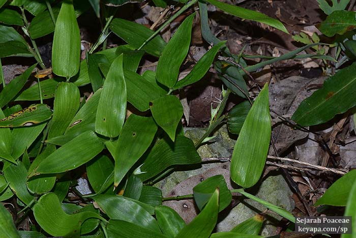 Lithachne pauciflora in Montego Bay, Jamaica. Note the axillary spikelets near the center.