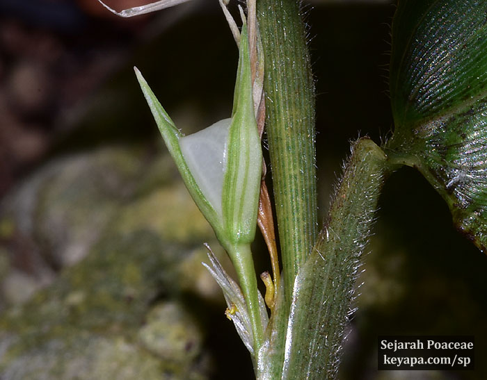 Pistillate spikelet and what I thought was an emerging anther  on Lithachne pauciflora in Montego Bay, Jamaica.