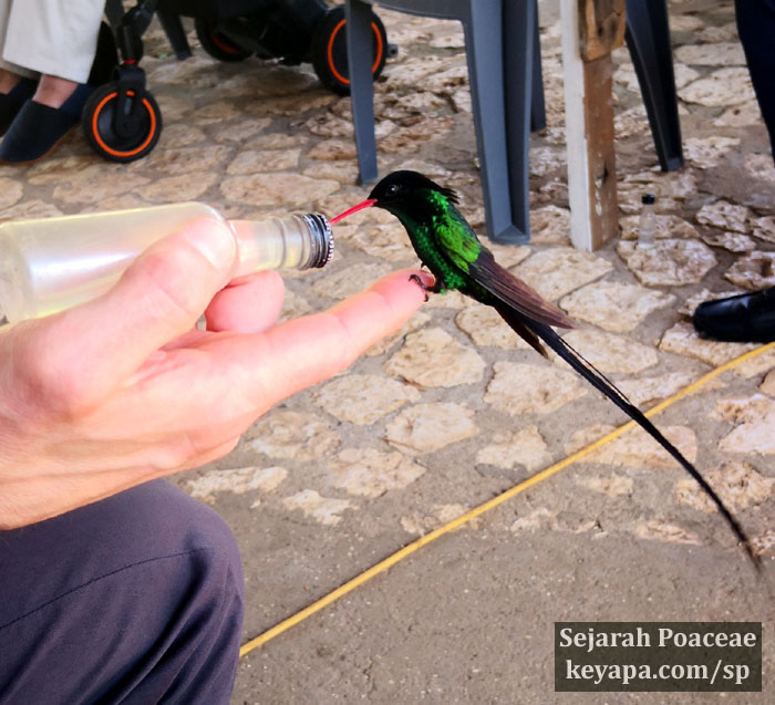 Feeding hummingbird in Rocklands Bird Sanctuary at Montego Bay, Jamaica.