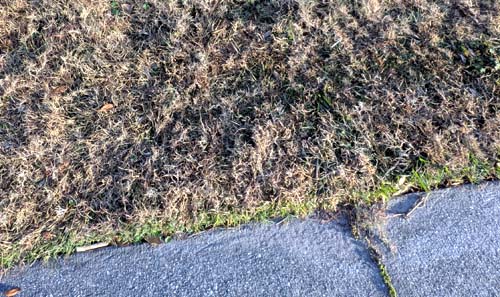 Cynodon dactylon (called Bermuda grass in the USA) seemed to brown due to the cold and arctic blast.