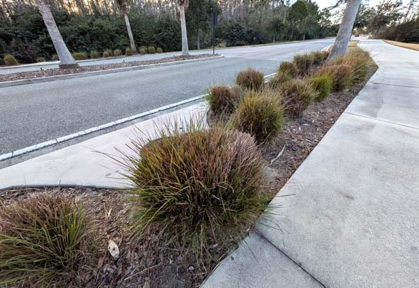 Trypsacum dactyloides was not affected at all it seemed, by the cold and the arctic blast.