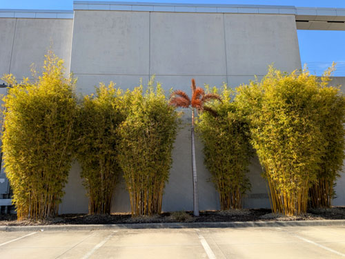 Huge bamboos at a Lexus dealership in Orlando were not affected by the cold and arctic blast.
