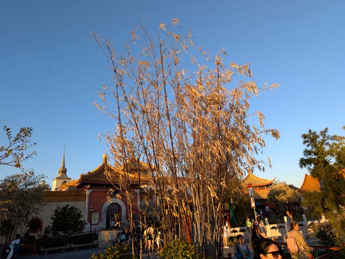 The State of some Florida Grasses after a Severely Cold Arctic Blast