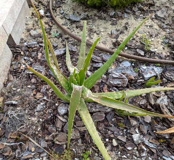 The leaves of an Aloe vera succulent softened and withered after several days.