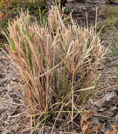 Cenchrus setaceus (Pennisetum) ornamental that was slightly affected by the cold and arctic blast.