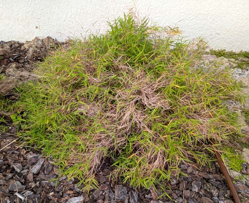 Pogonatherum paniceum did not seem to be affected by the cold and the arctic blast.