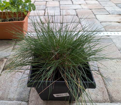 Festuca glauca was not affected, and probably even welcomed the cold and arctic blast.