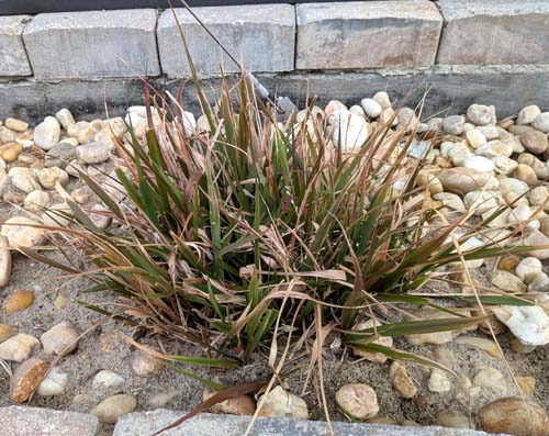 Eragrostis spectabilis (less than one year old from seed) were not affected by the cold and the arctic blast. 