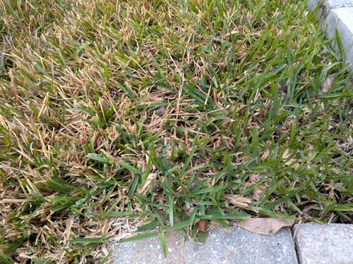 Stenotaphrum secundatum (St. Augustine Grass) browned in some places, but in certain areas remained stubbornly green.