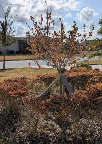 Shrubs and even trees browned and perhaps died due to the arctic blast and cold.