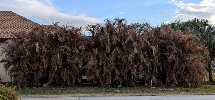 Long row of withered and perhaps dead palm trees due to the arctic blast.