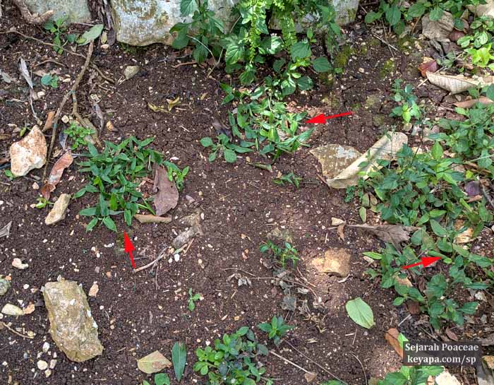 Lithachne pauciflora (red arrows) in Montego Bay, Jamaica.