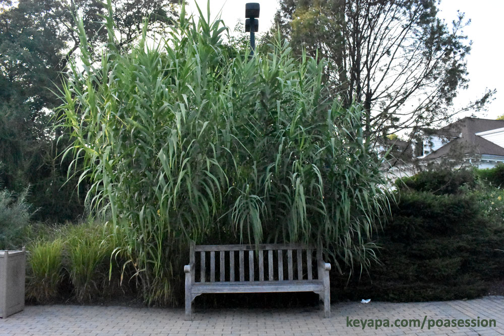 Another fire ant fiasco: Trying to eradicate or control widespread grass invasives