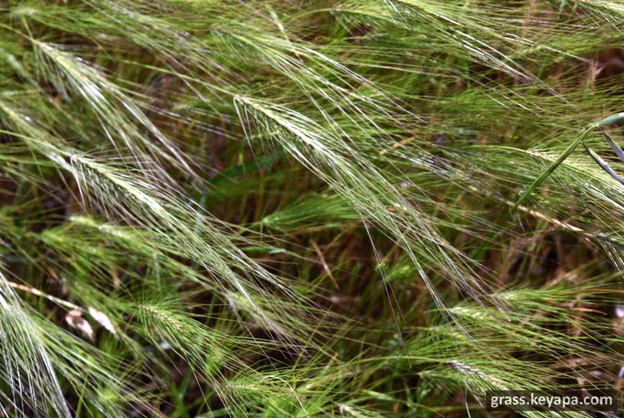 Taeniatherum caput-medusae (medusahead) in California.
