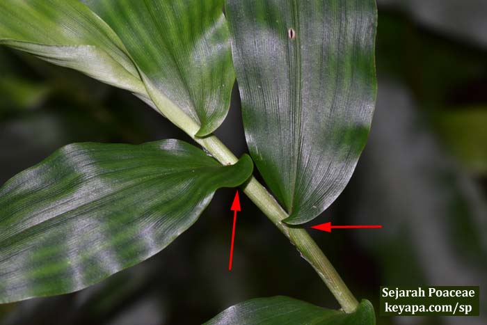 Lasiacis divaricata.