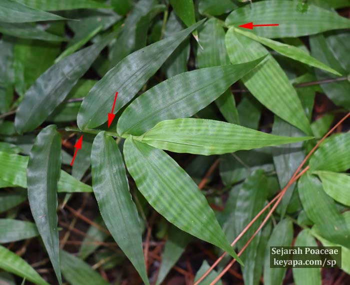 How to identify herbaceous bamboos from non-bamboo grasses