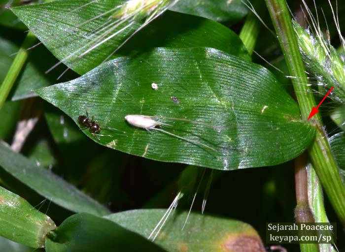 Oplismenus burmannii.