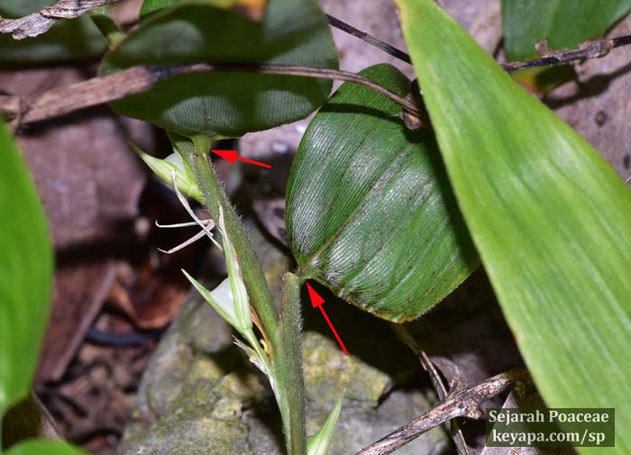 Lithachne pauciflora, a herbaceous bamboo.