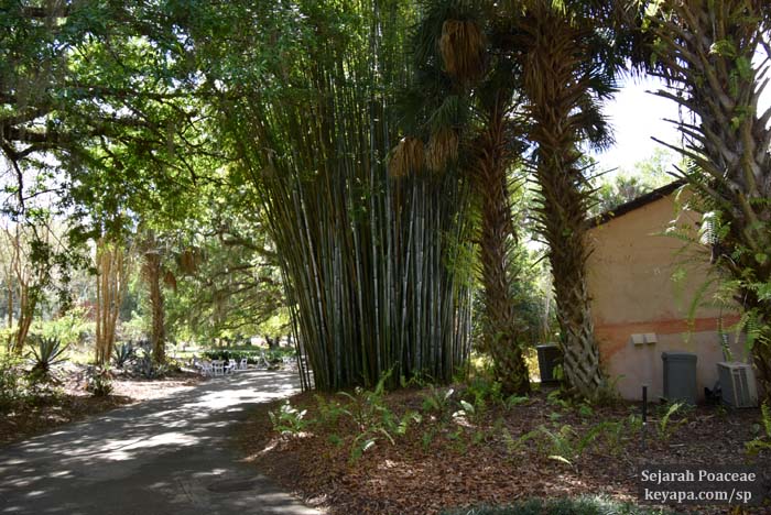 Bambusa chungii bamboo at El Retiro mansion (Bok Tower gardens). 