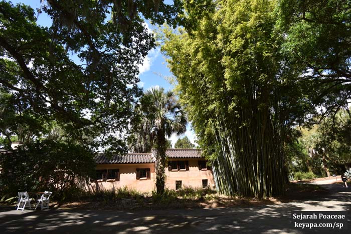 Bambusa chungii bamboo at El Retiro mansion (Bok Tower gardens).