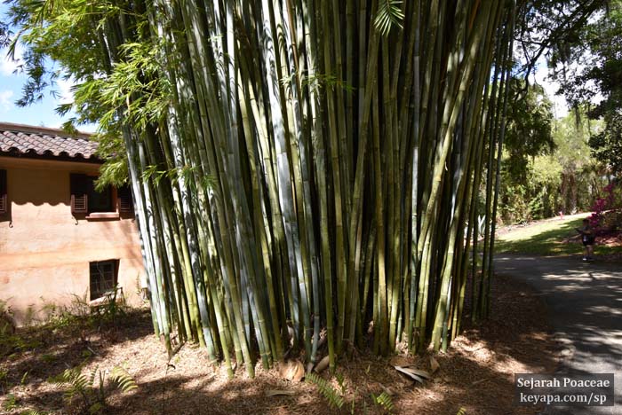 Bambusa chungii bamboo at El Retiro mansion (Bok Tower gardens). 