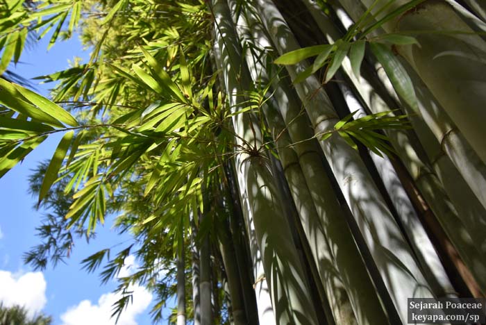 Bambusa chungii bamboo at El Retiro mansion (Bok Tower gardens). 