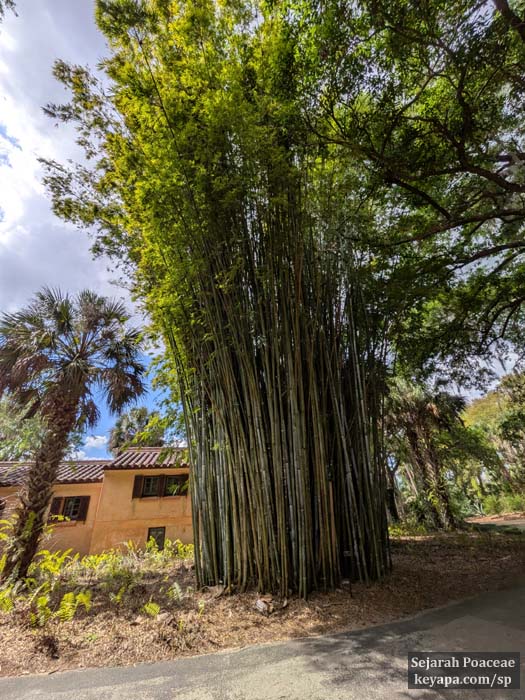Bambusa chungii bamboo at El Retiro mansion (Bok Tower gardens).