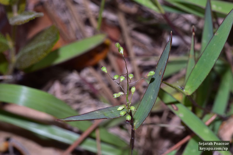 Dichanthelium spp  at Lake Kissimmee State Park near Orlando, FL. 