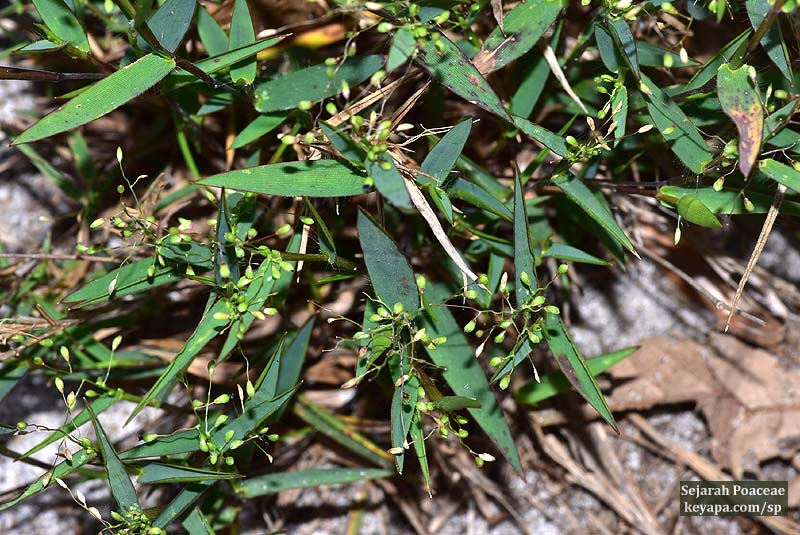 Dichanthelium spp  at Lake Kissimmee State Park near Orlando, FL. 