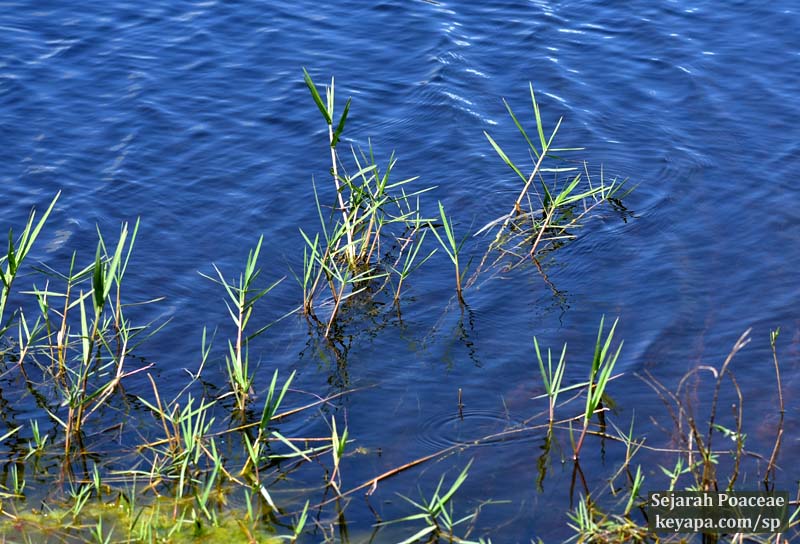 Panicum hemitomon in lake in Florida.