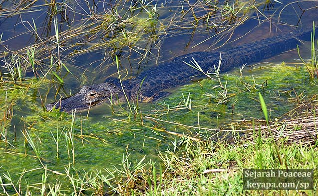 Alligator encounter while botanizing.